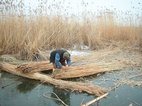 Ein Reeternter bündelt das per Hand geschnittene Reet auf einem zugefrorenem See